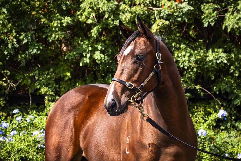 Tiger of Malay (AUS) / Exempt (AUS) 2024 Filly - Image 2