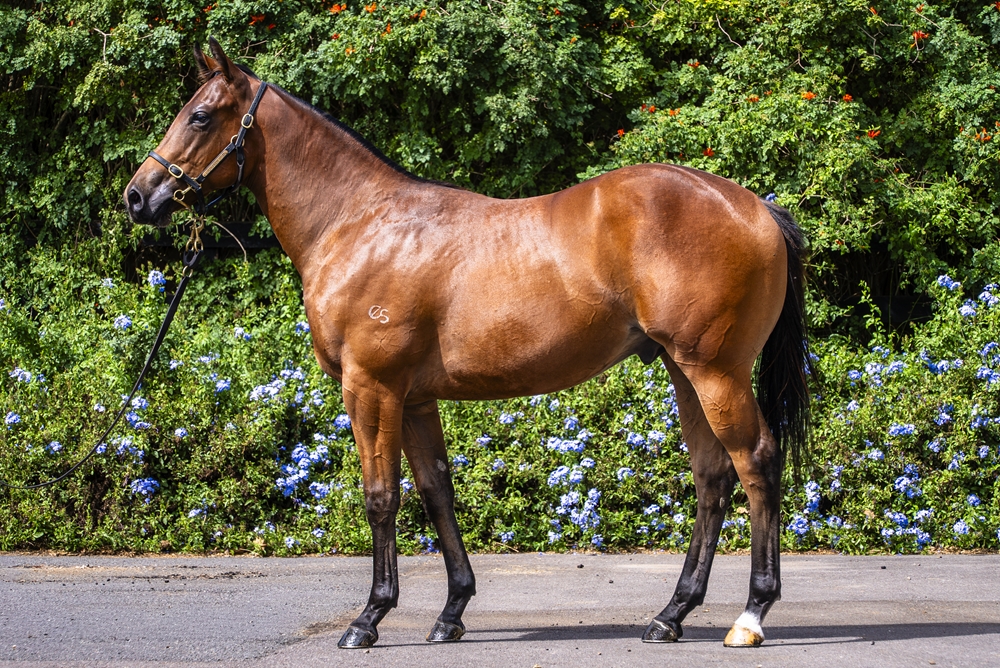Acrobat (AUS) / Fantasy Quest (AUS) 2024 Colt - Image 1