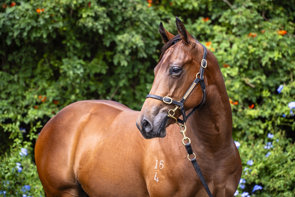 Acrobat (AUS) / Fantasy Quest (AUS) 2024 Colt - Image 2