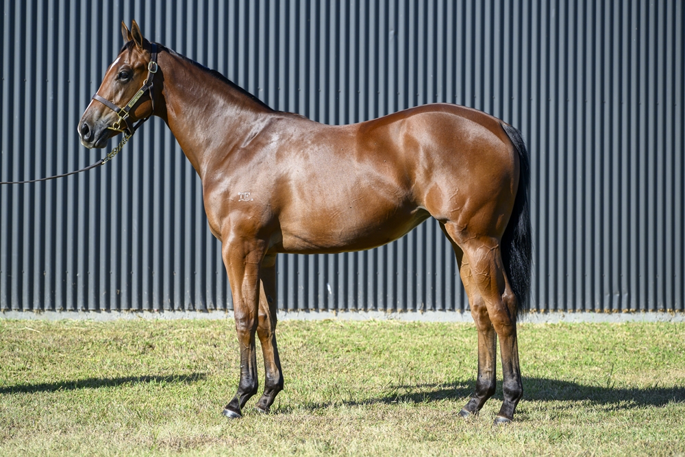 Super One (AUS) / Statement of Faith (AUS) 2024 Filly - Image 1