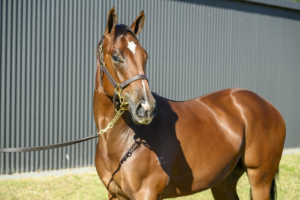 Super One (AUS) / Statement of Faith (AUS) 2024 Filly - Image 2
