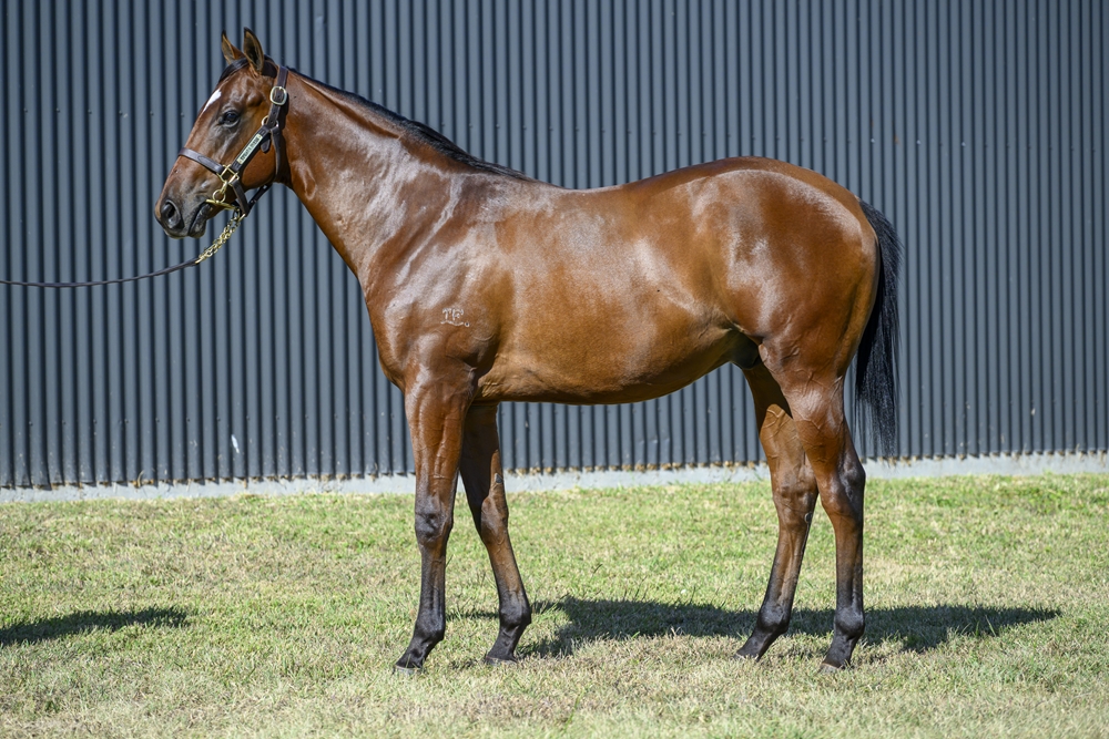 Artorius (AUS) / Escudo (NZ) 2024 Colt - Image 1
