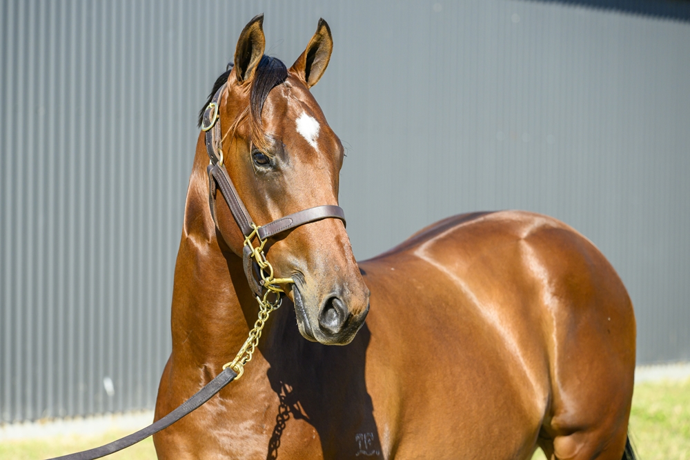 Artorius (AUS) / Escudo (NZ) 2024 Colt - Image 2