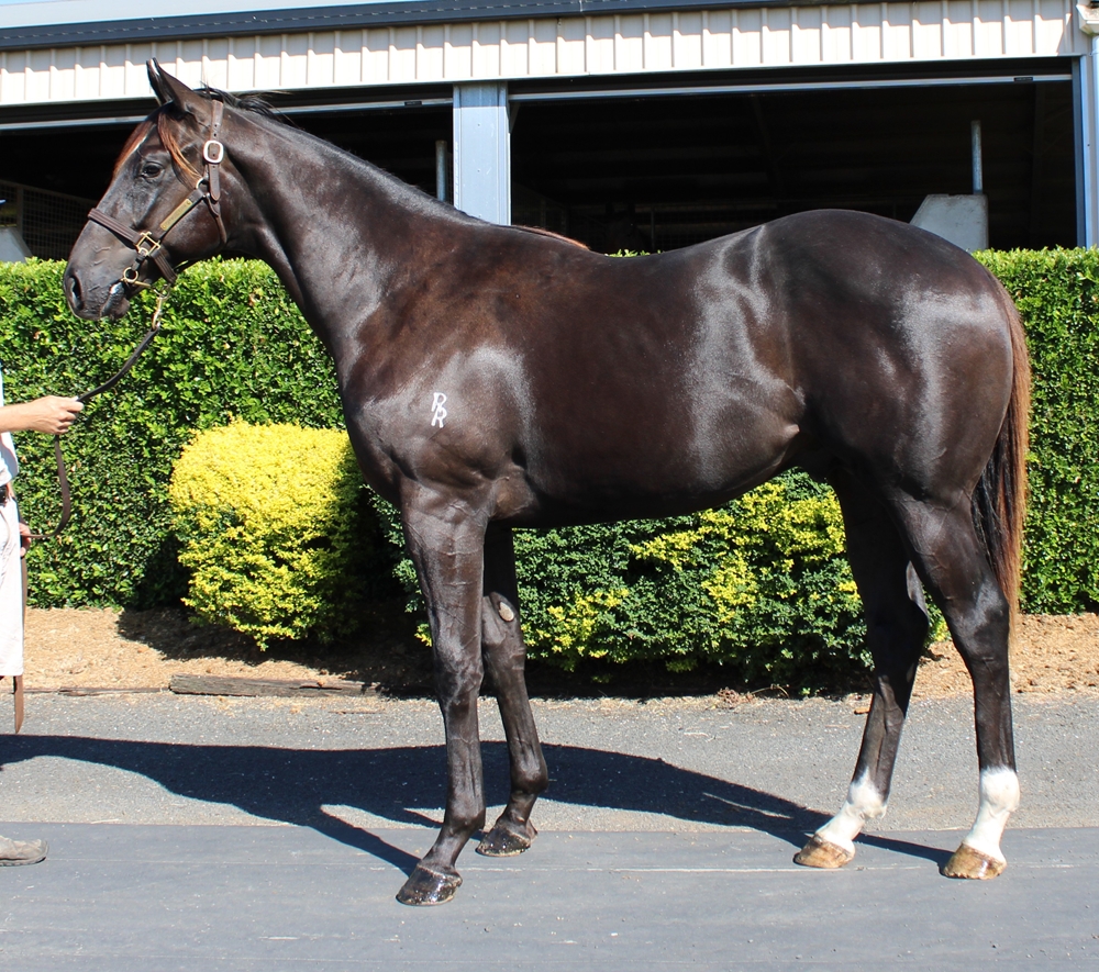 Dracarys (AUS) / Grey Mink (AUS) 2024 Colt - Image 1