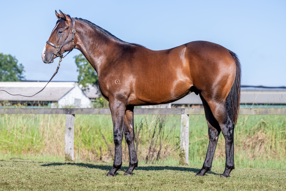 Sensei (AUS) / Janssen (AUS) 2024 Colt - Image 1