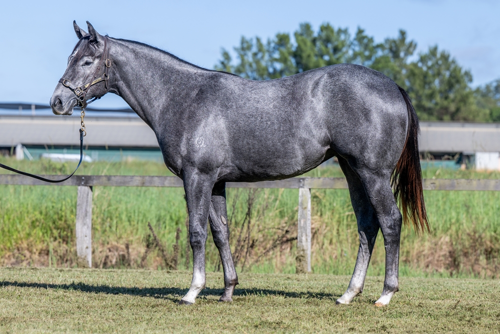 Sensei (AUS) / Magnetic Drive (AUS) 2024 Filly - Image 1