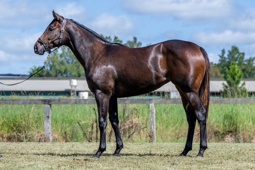 Sensei (AUS) / Gibbs Girl (NZ) 2024 Filly - Image 1