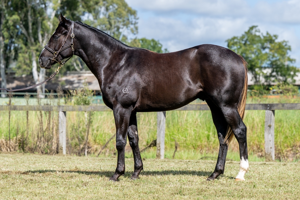 Sensei (AUS) / Betterment (AUS) 2024 Colt - Image 1