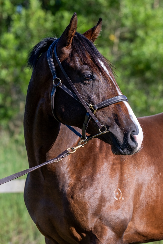 Sensei (AUS) / Janssen (AUS) 2024 Colt - Image 2