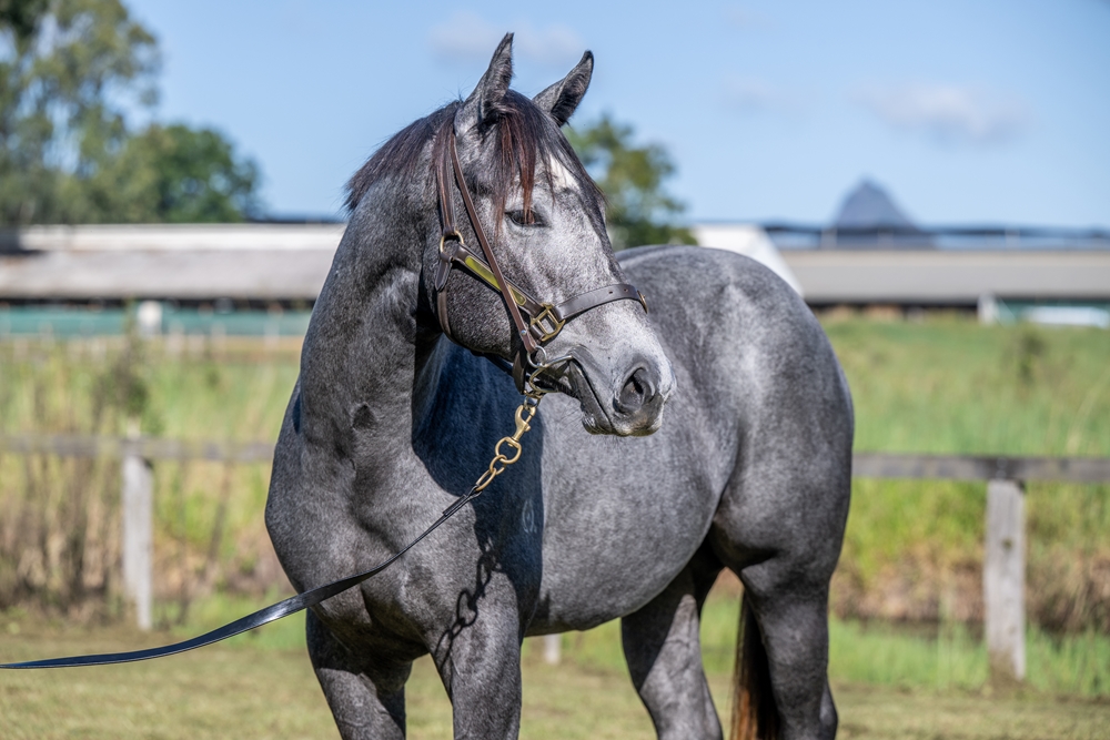 Sensei (AUS) / Magnetic Drive (AUS) 2024 Filly - Image 2