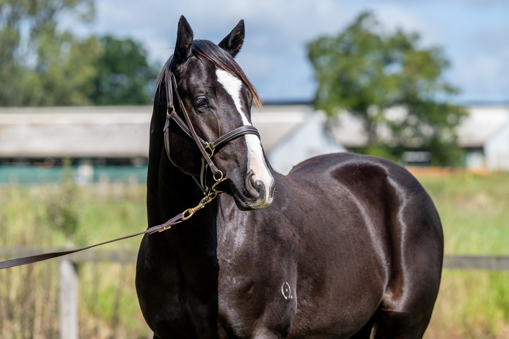 Sensei (AUS) / Betterment (AUS) 2024 Colt - Image 2