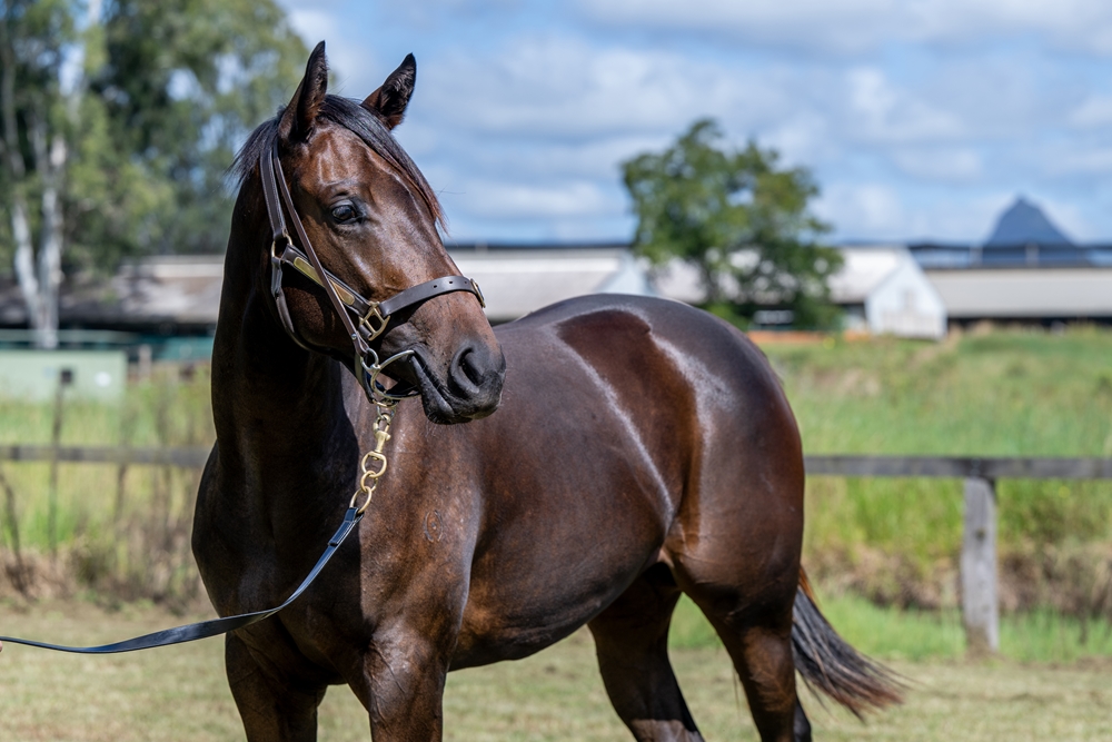 Sensei (AUS) / Gibbs Girl (NZ) 2024 Filly - Image 2