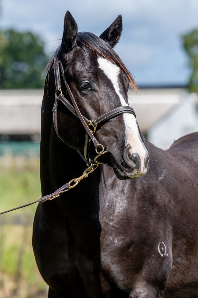 Sensei (AUS) / Betterment (AUS) 2024 Colt - Image 3