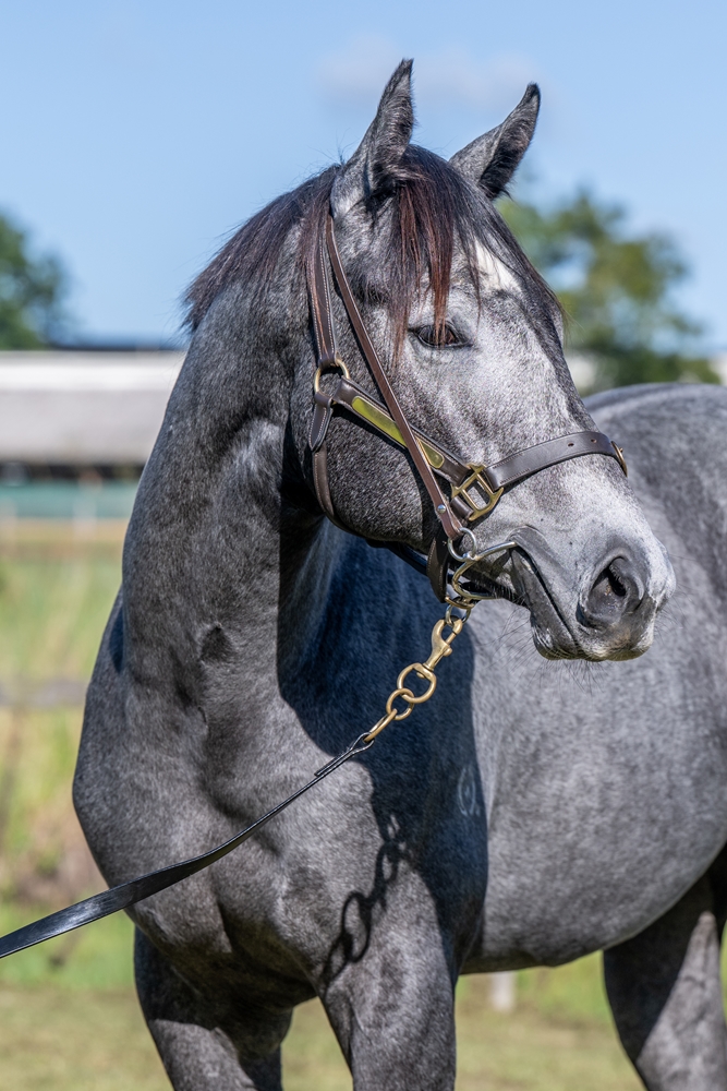 Sensei (AUS) / Magnetic Drive (AUS) 2024 Filly - Image 3