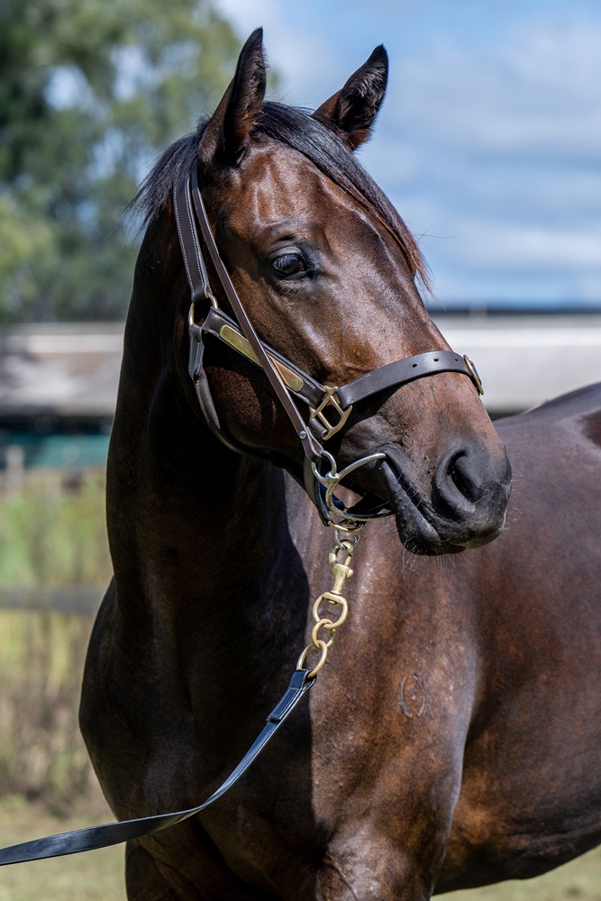 Sensei (AUS) / Gibbs Girl (NZ) 2024 Filly - Image 3