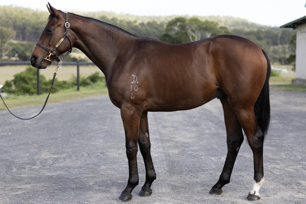 Rebel Dane (AUS) / Zoulou Dancer (AUS) 2024 Colt - Image 1