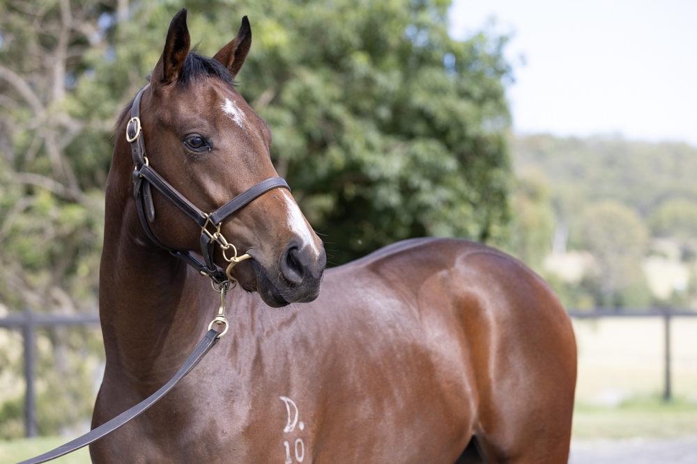 Rebel Dane (AUS) / Zoulou Dancer (AUS) 2024 Colt - Image 2