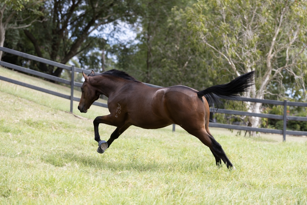 Rebel Dane (AUS) / Zoulou Dancer (AUS) 2024 Colt - Image 3