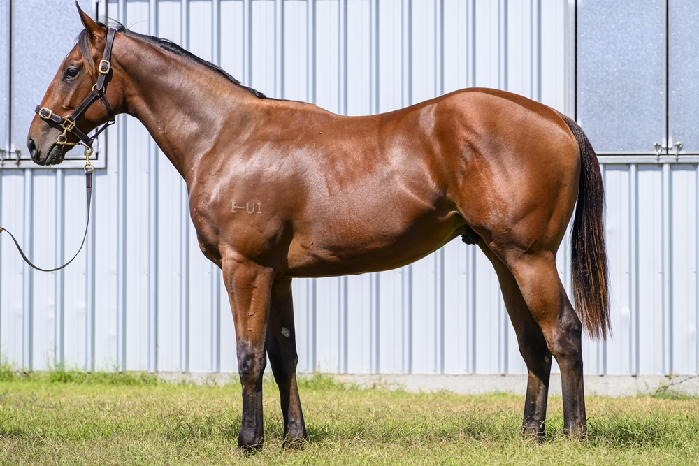 Dubious (AUS) / Ajfaan (AUS) 2024 Colt - Image 1