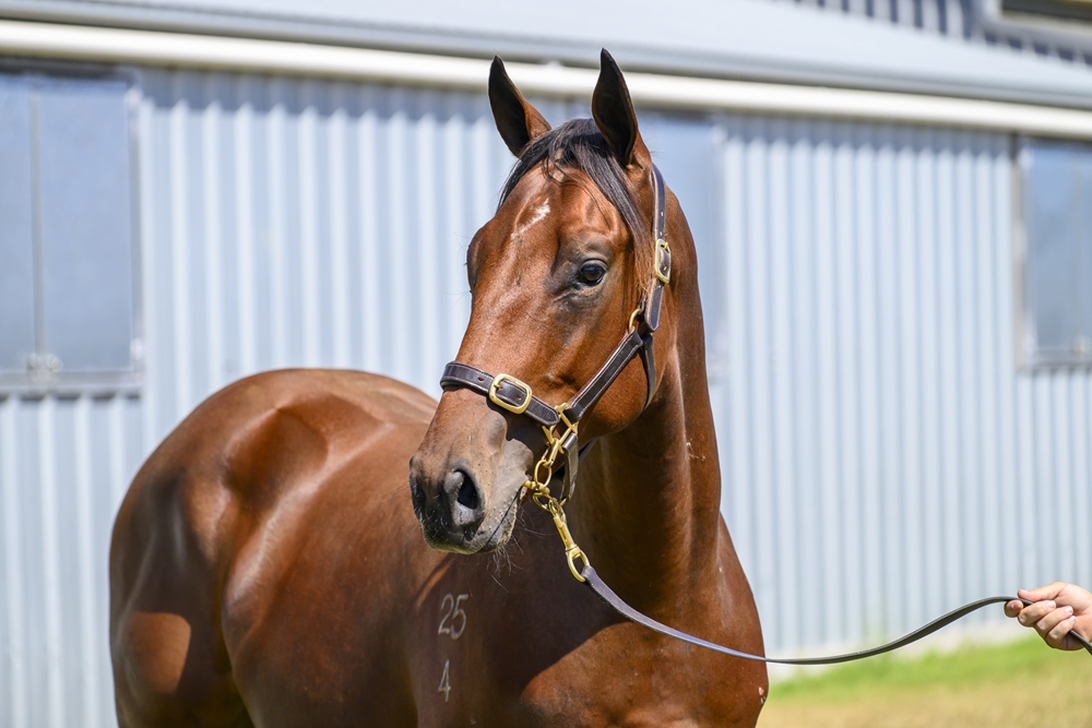 Dubious (AUS) / Ajfaan (AUS) 2024 Colt - Image 2