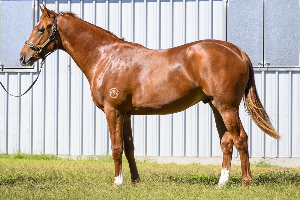 Dubious (AUS) / Land Ahoy (AUS) 2024 Colt - Image 1