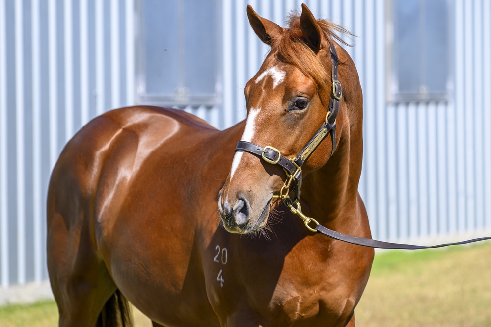 Dubious (AUS) / Land Ahoy (AUS) 2024 Colt - Image 2