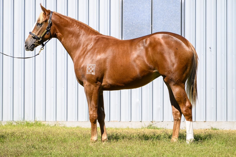 Stronger (AUS) / Praise Songs (AUS) 2024 Filly - Image 1