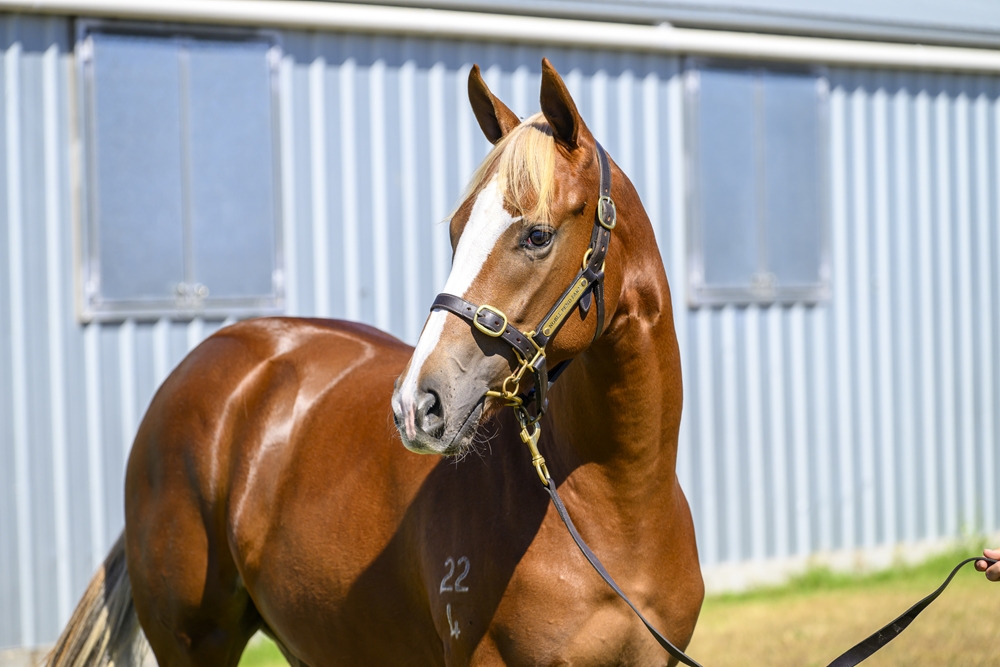 Stronger (AUS) / Praise Songs (AUS) 2024 Filly - Image 2