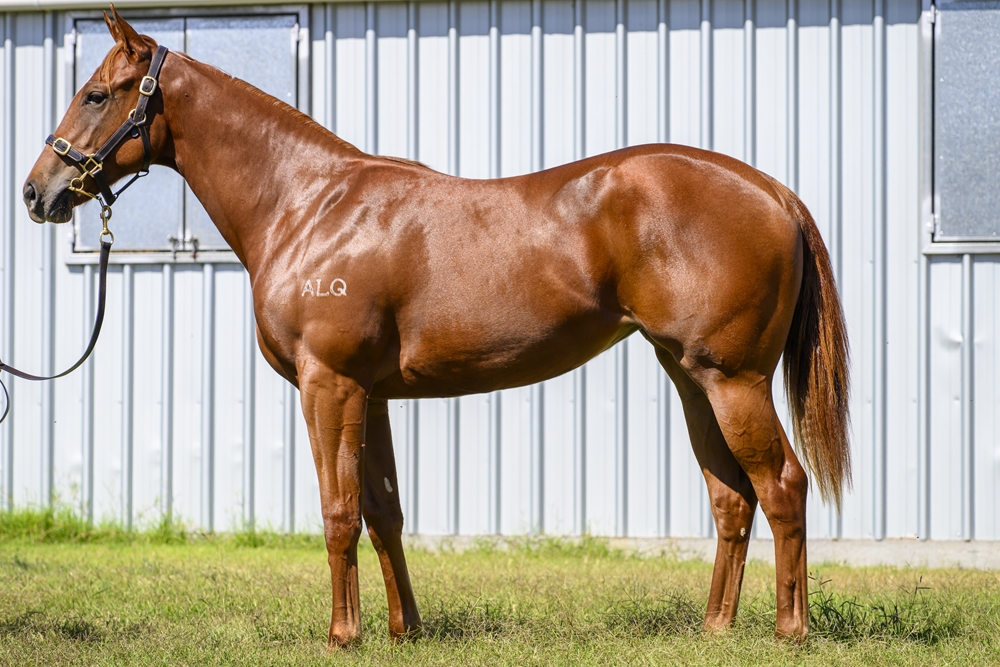 Sooboog (AUS) / Racing Page (AUS) 2024 Filly - Image 1