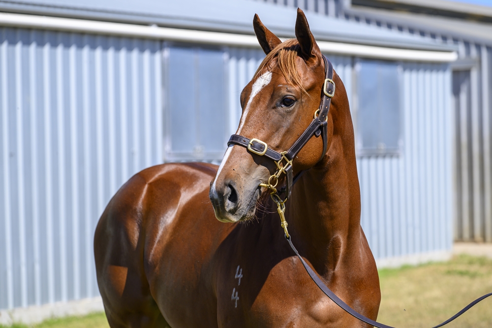 Sooboog (AUS) / Racing Page (AUS) 2024 Filly - Image 2