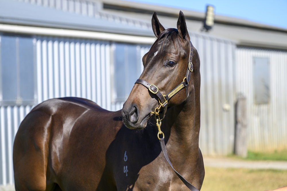 Better Than Ready (AUS) / Venture Capital (AUS) 2024 Colt - Image 2