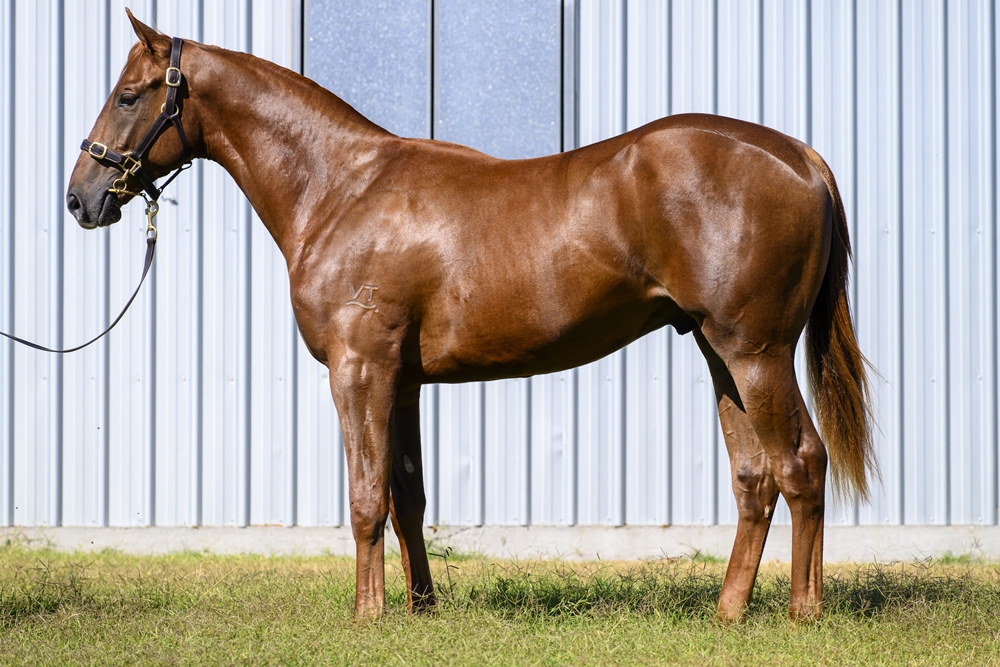 Sooboog (AUS) / American Ruby (AUS) 2024 Colt - Image 1