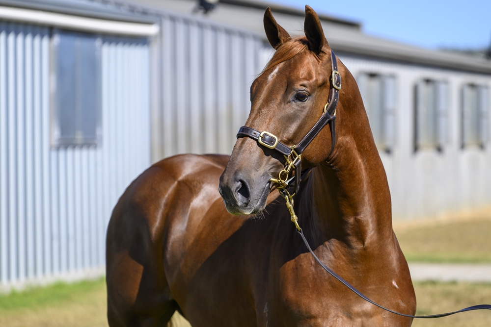 Sooboog (AUS) / American Ruby (AUS) 2024 Colt - Image 2