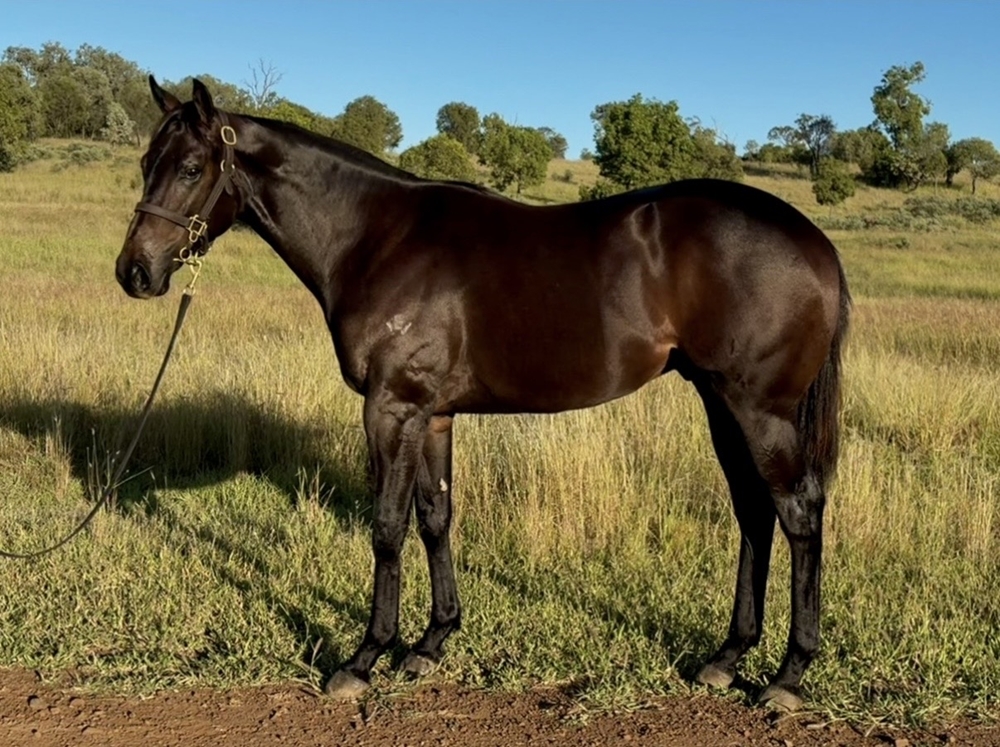 Tassort (AUS) / Nappa Merry (AUS) 2024 Colt - Image 1