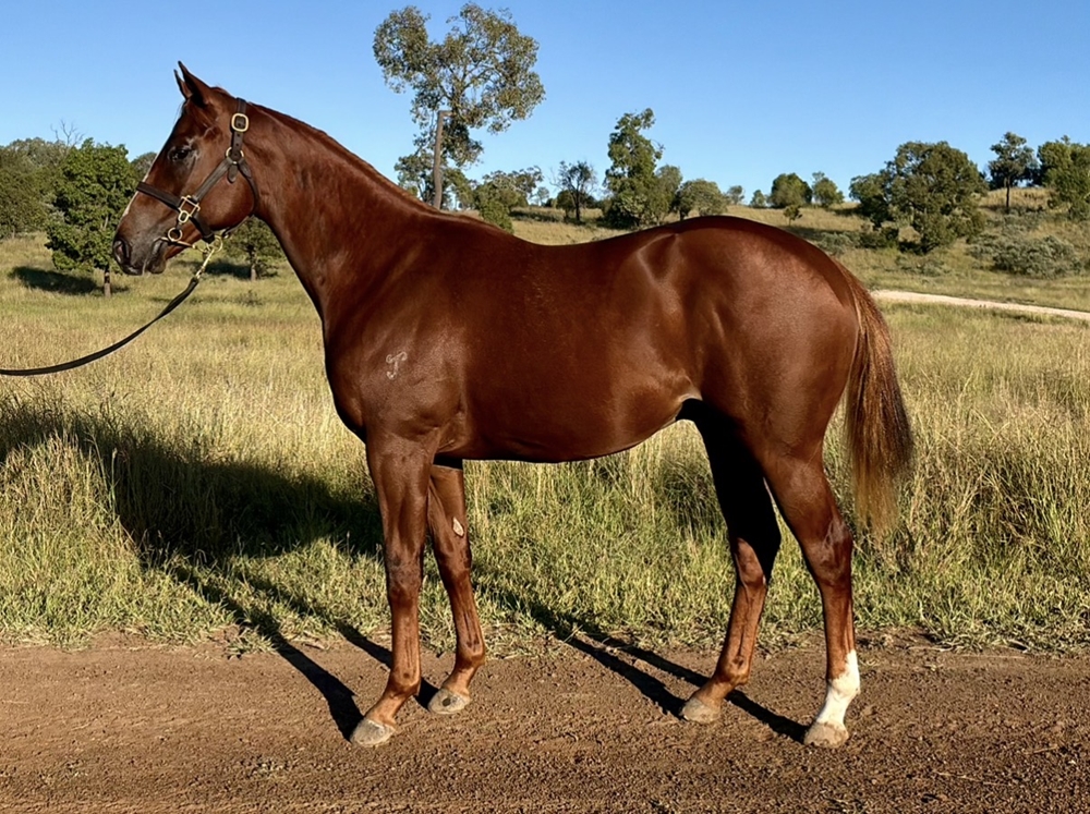 Russian Revolution (AUS) / Night of Romance (GB) 2024 Colt - Image 1