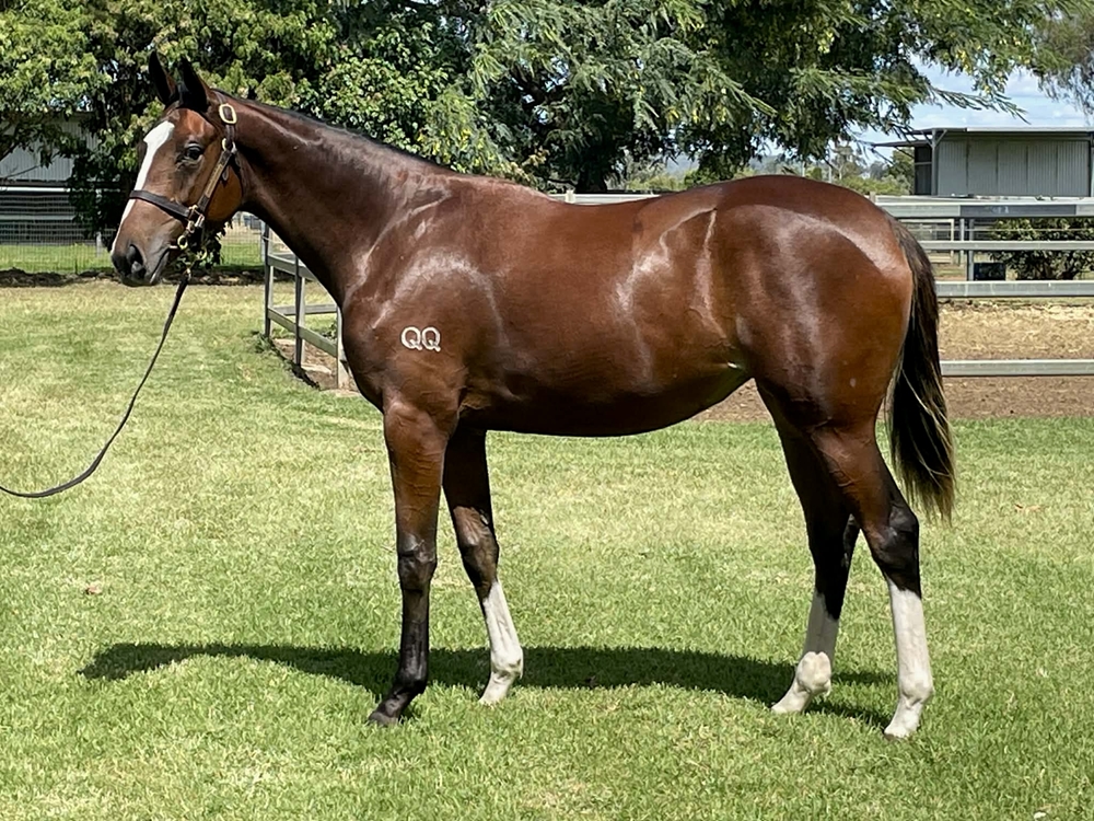 Better Than Ready (AUS) / Rare Fragrance (AUS) 2024 Filly - Image 1