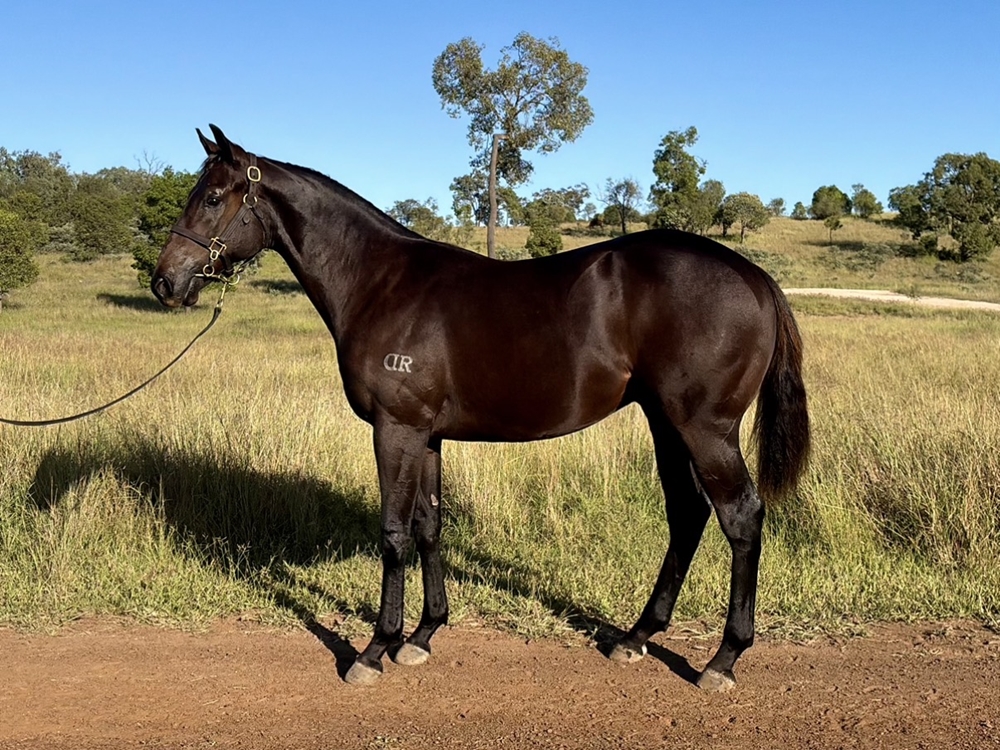 Tassort (AUS) / Soaring Miss (AUS) 2024 Colt - Image 1