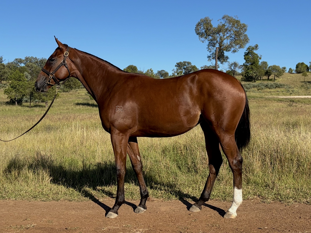 Stronger (AUS) / Swanepoel (AUS) 2024 Filly - Image 1