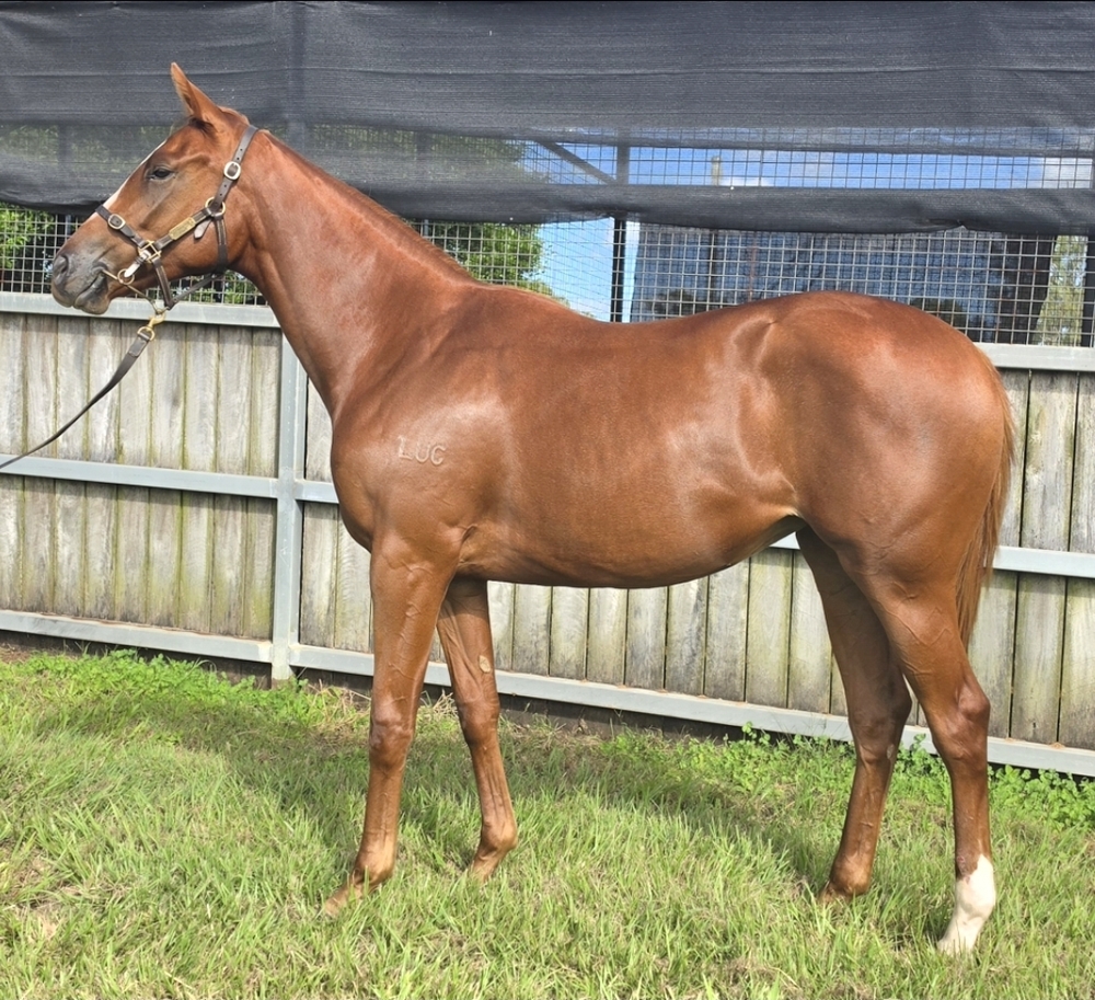Invader (AUS) / Cool Runner (AUS) 2024 Filly - Image 1