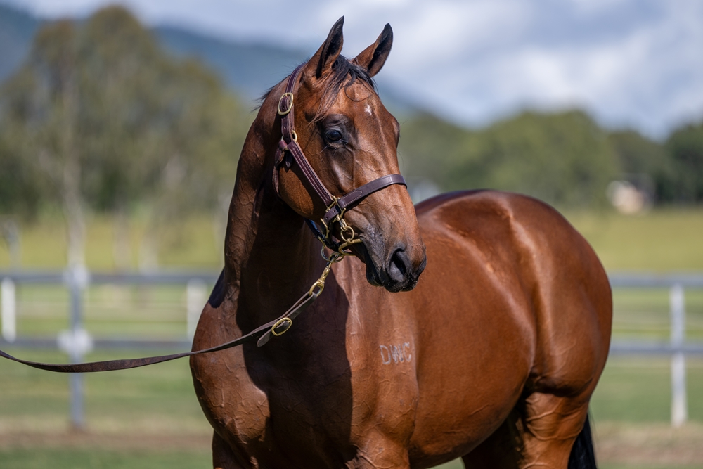 Sun City (AUS) / Balmoral Baby (AUS) 2024 Filly - Image 2