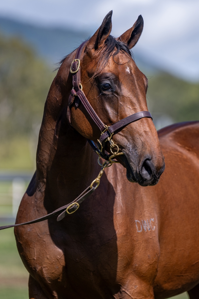 Sun City (AUS) / Balmoral Baby (AUS) 2024 Filly - Image 3