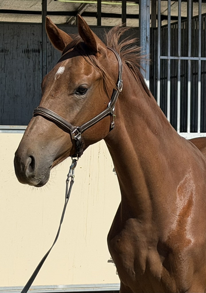 Niconoise (AUS) / Doobie Ruby (AUS) 2024 Colt - Image 2