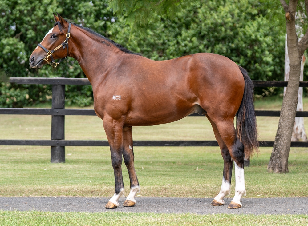 Pariah (AUS) / Treasure Gallery (AUS) 2024 Colt - Image 1