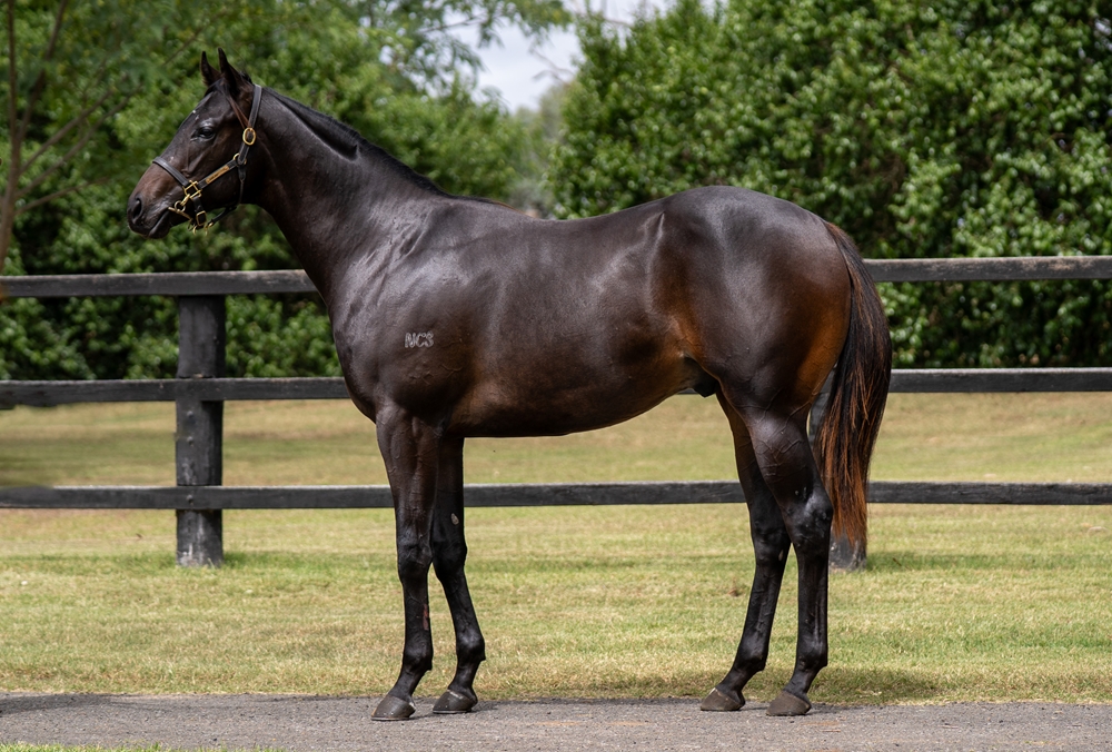 Power (GB) / Bell Time (AUS) 2024 Colt - Image 1