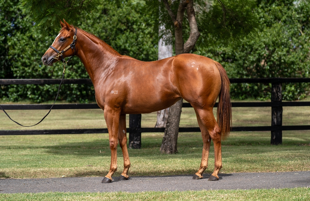 Power (GB) / Buwan (AUS) 2024 Filly - Image 1
