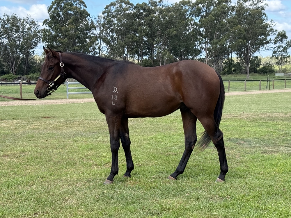 Encryption (AUS) / Sounds Divine (AUS) 2024 Colt - Image 1