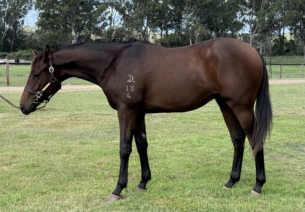 Encryption (AUS) / Sounds Divine (AUS) 2024 Colt - Image 1