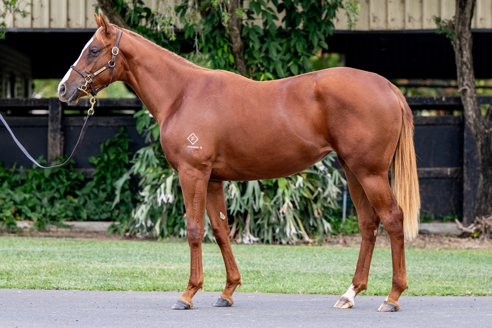 Sun City (AUS) / Lottie's the Boss (AUS) 2024 Filly - Image 1