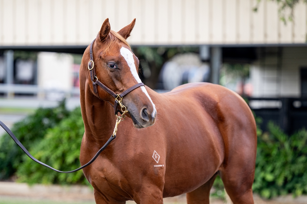 Sun City (AUS) / Lottie's the Boss (AUS) 2024 Filly - Image 2