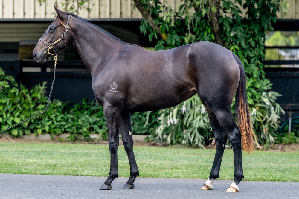 The Odyssey (AUS) / Select Cat (USA) 2024 Filly - Image 1
